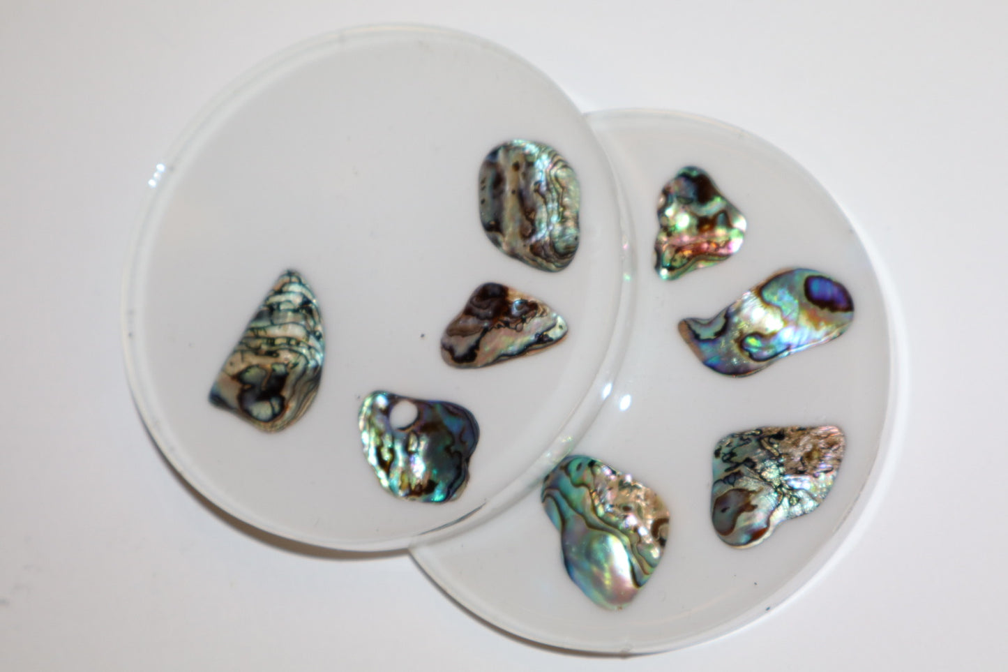 Abalone Shell Coaster Set