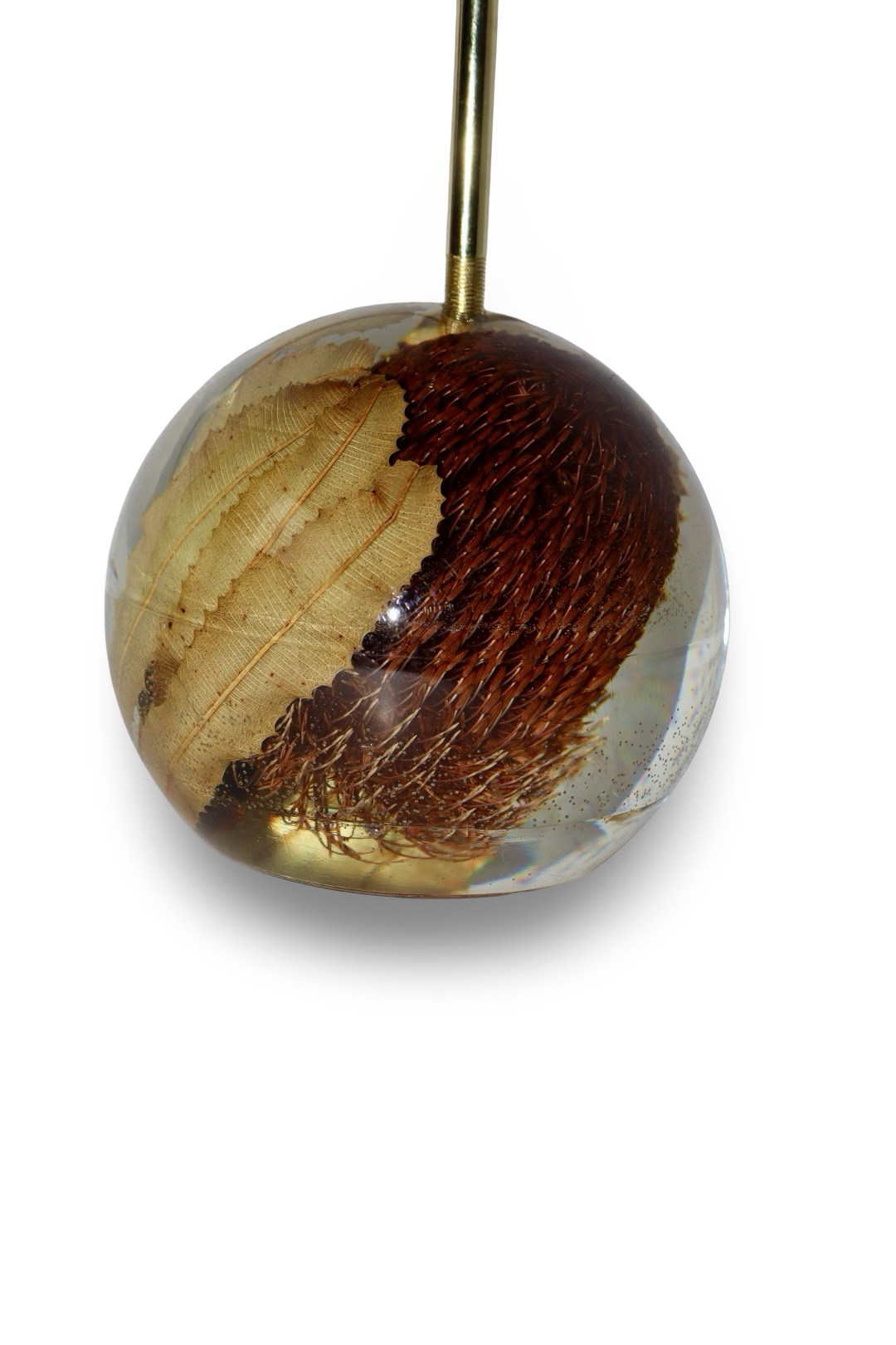 Banksia Lamp