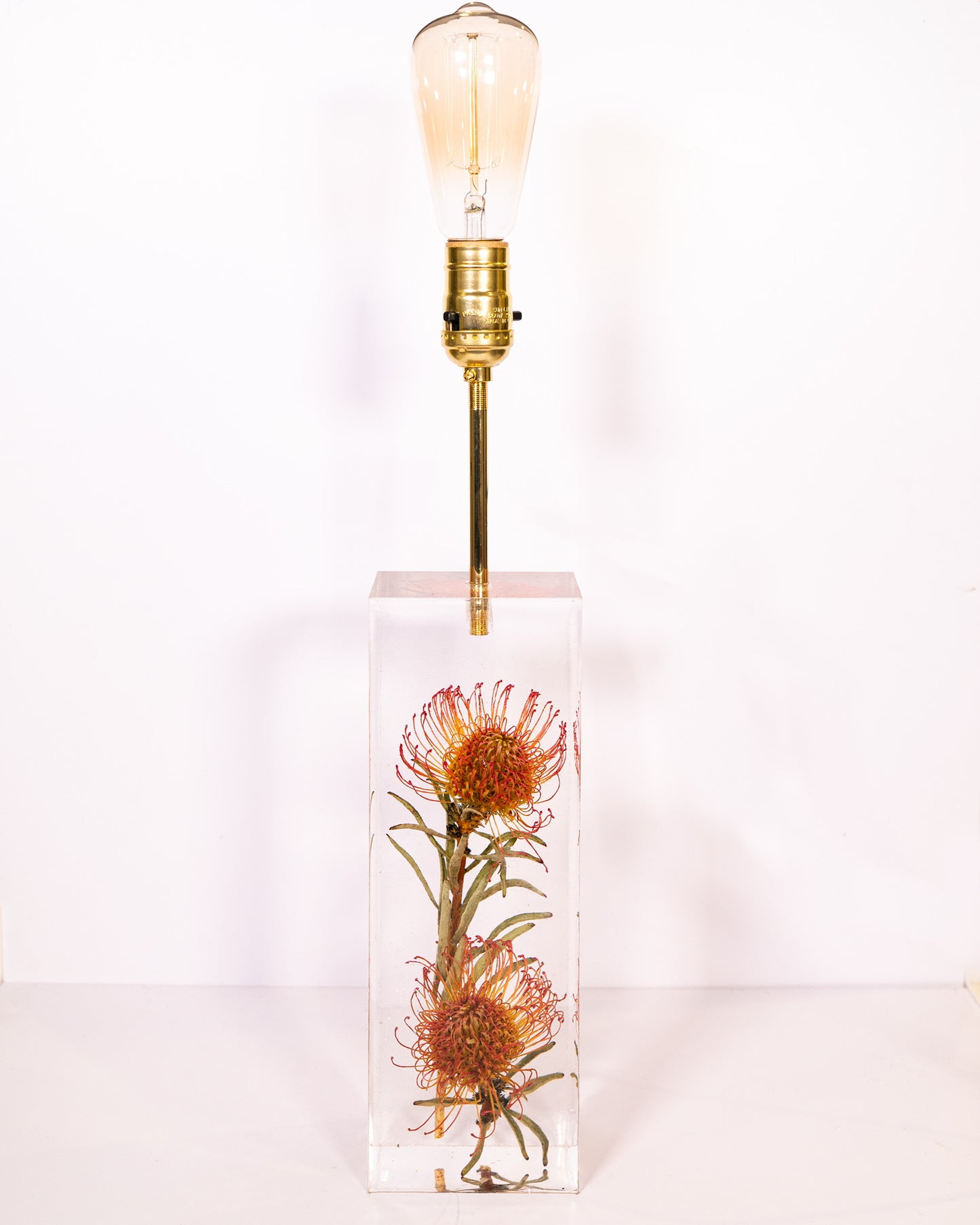 Leucospermum Cordifolium Lamp