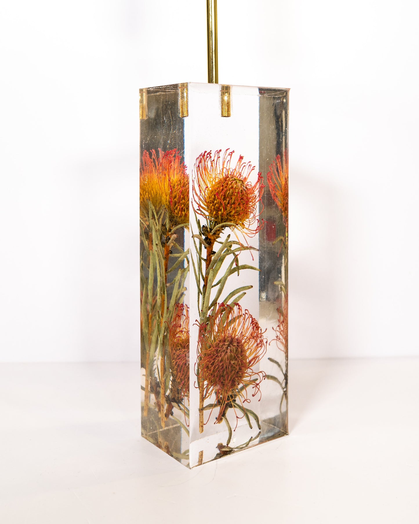 Leucospermum Cordifolium Lamp