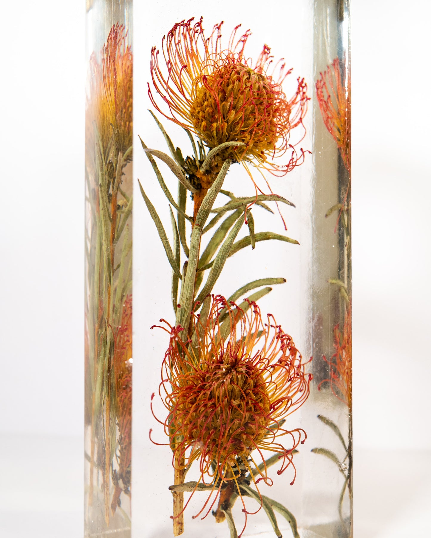 Leucospermum Cordifolium Lamp
