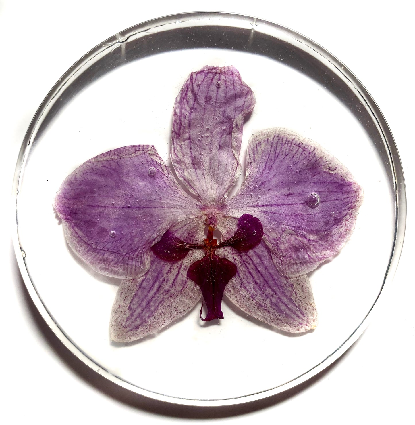 Orchid Coaster Set