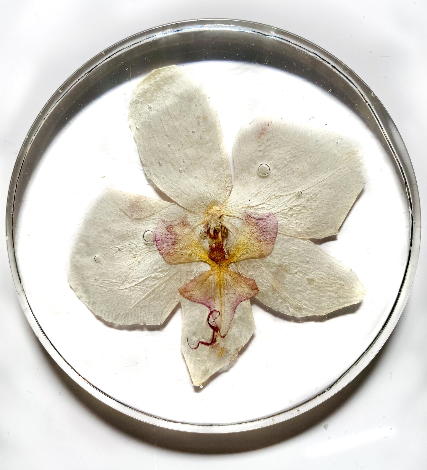 Orchid Coaster Set